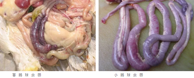 科潤